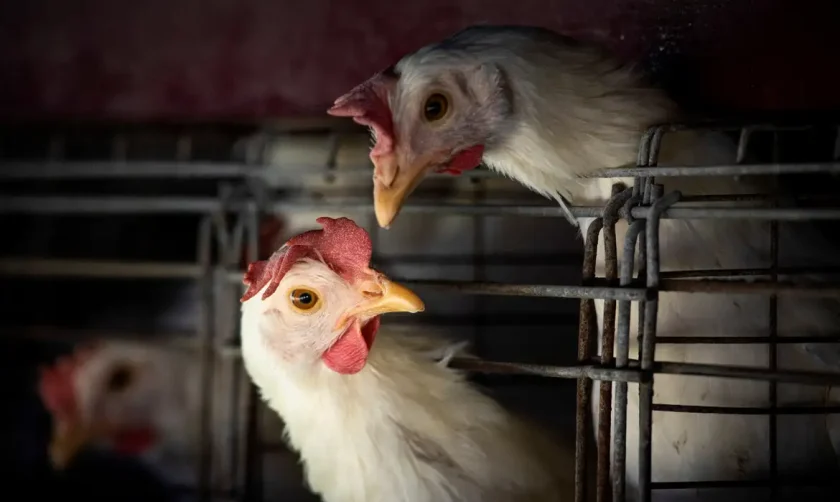 2023-03-31t210202z_817621184_rc2lgz9r4ai9_rtrmadp_3_health-birdflu-argentina