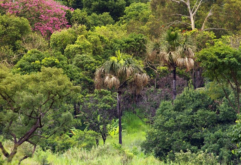 Foto: Divulgação/Brasília Ambiental