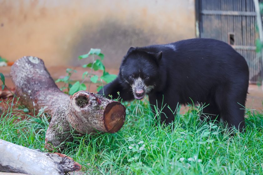 Foto: Marcella Lasneaux/Zoológico de Brasília