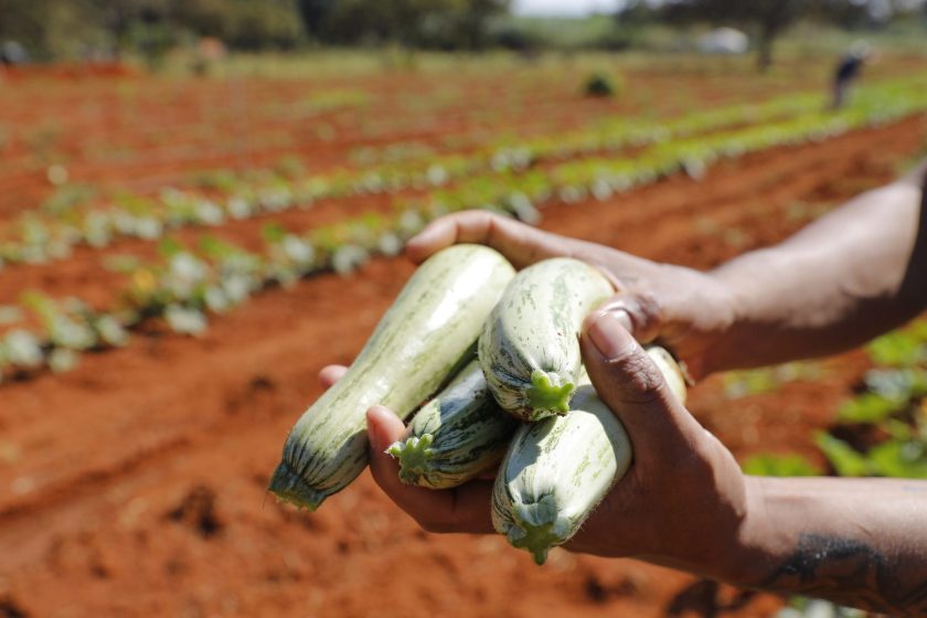 As hortaliças ficaram em segundo lugar no valor bruto da agropecuária em 2023, com R$ 1,7 bilhão | Foto: Lúcio Bernardo Jr./Agência Brasília