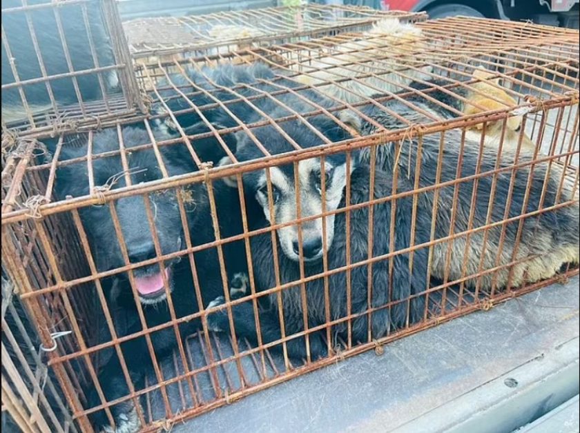 Cachorros-sao-resgatados-na-China-antes-de-terminarem-na-panela