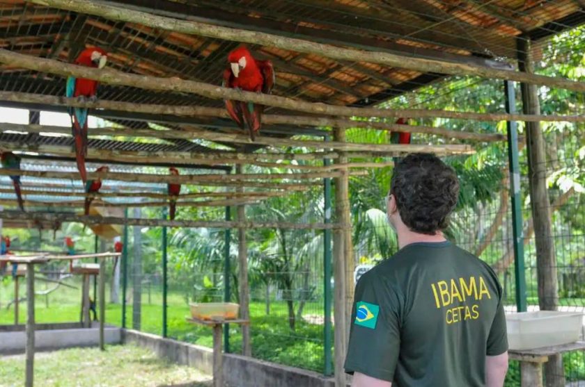 Foto: Divulgação/Ibama