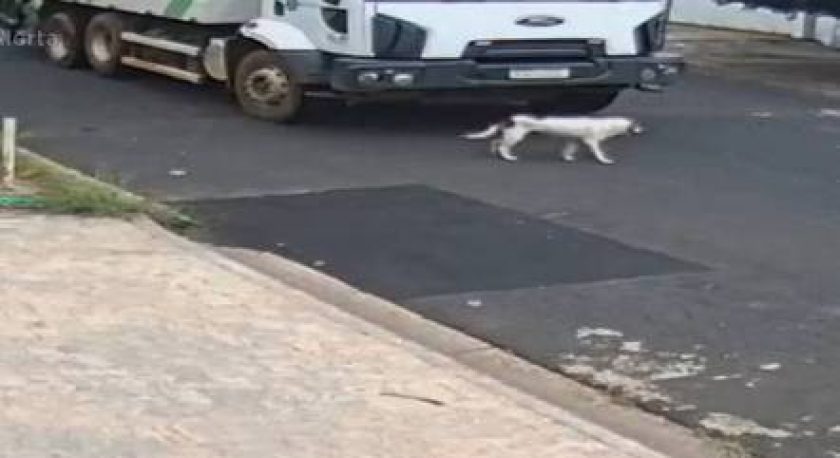 Foto: cão que foi atropelado  e morto - Reprodução