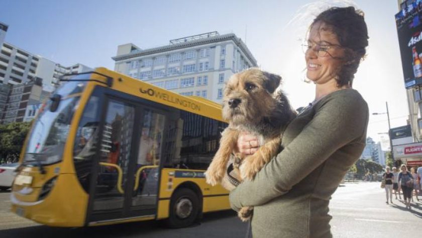 cao-no-onibus-dfmobilidade.jpg