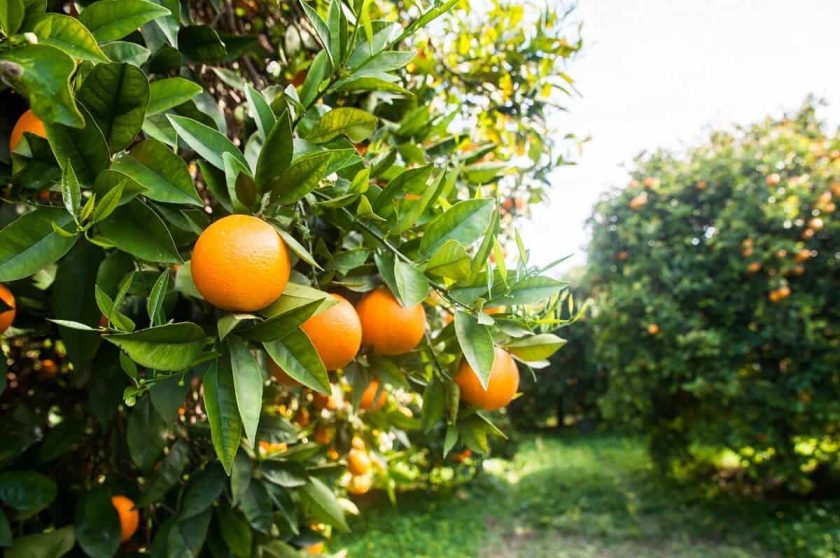 laranja-valencia