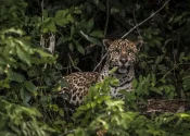 Foto: Divulgação/ICMBIO