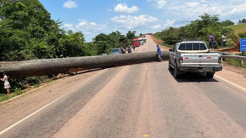 Uma castanheira de 30 metros foi derrubada em uma rodovia do Pará para impedir o trânsito | Foto: Reprodução/Redes Sociais