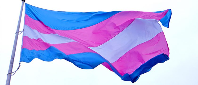 Foto dos transgênicos - reprodução da internet