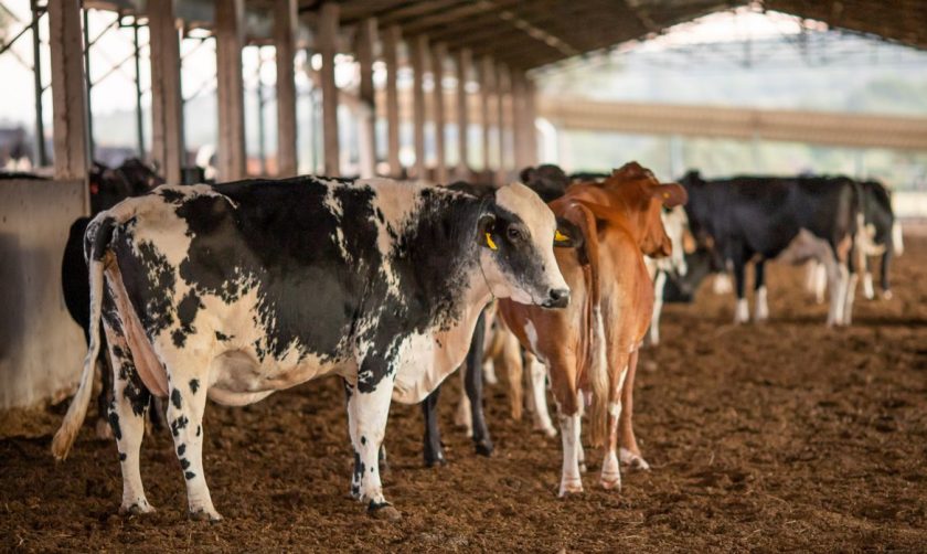 Bovinocultura de leite,Vaca, leite - Foto: Agência Brasil